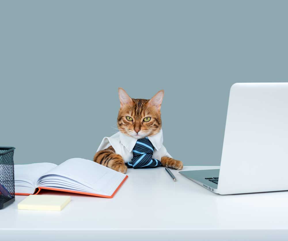 Cat with book and laptop
