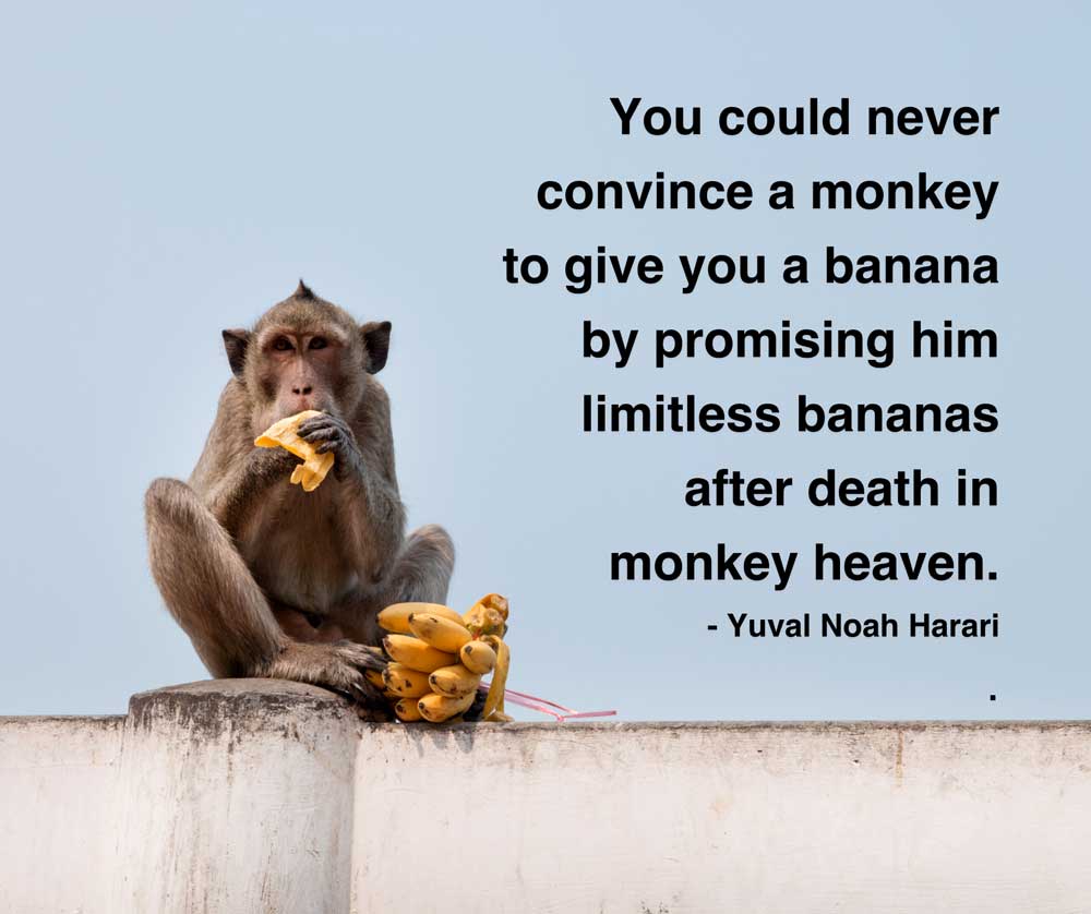 Monkey eating Banana